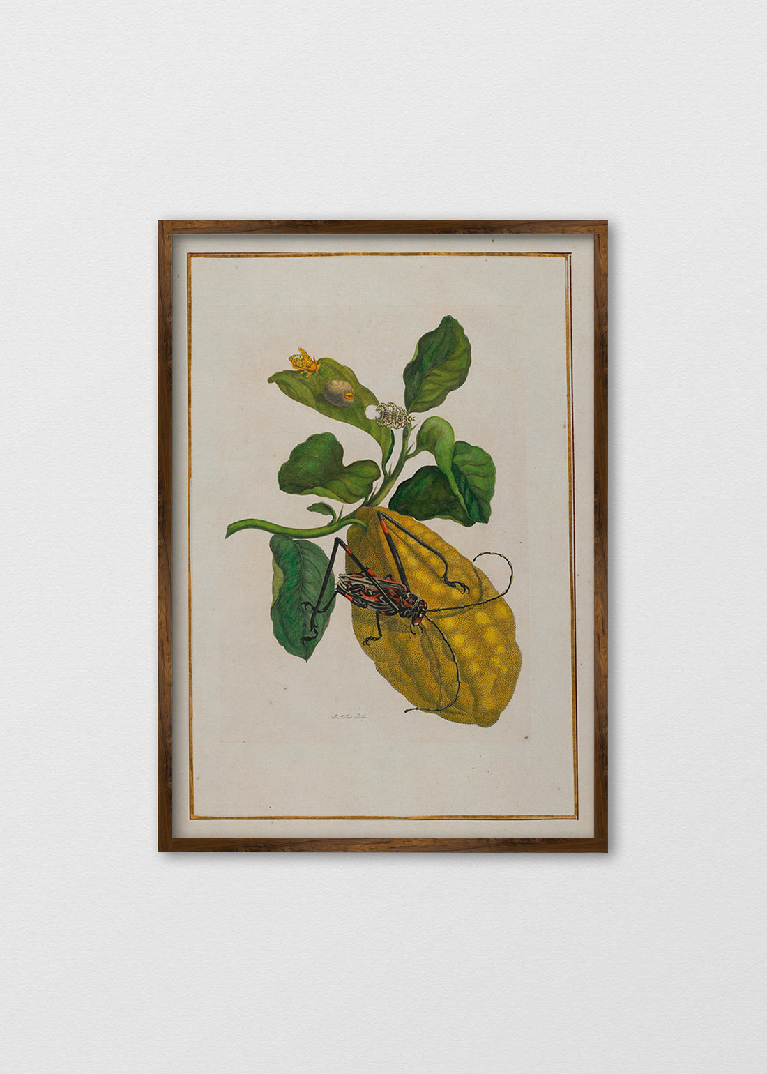 Cuadro Papel algodón Libro Fruta Insecto