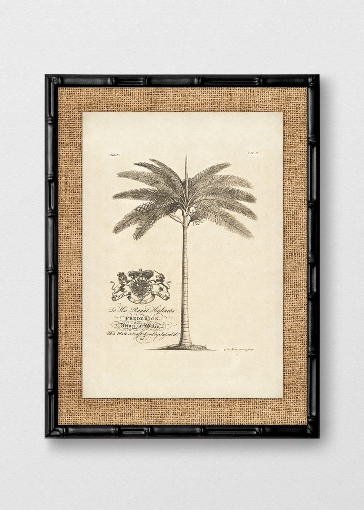 BAMBÚ NEGRO ARPILLERA