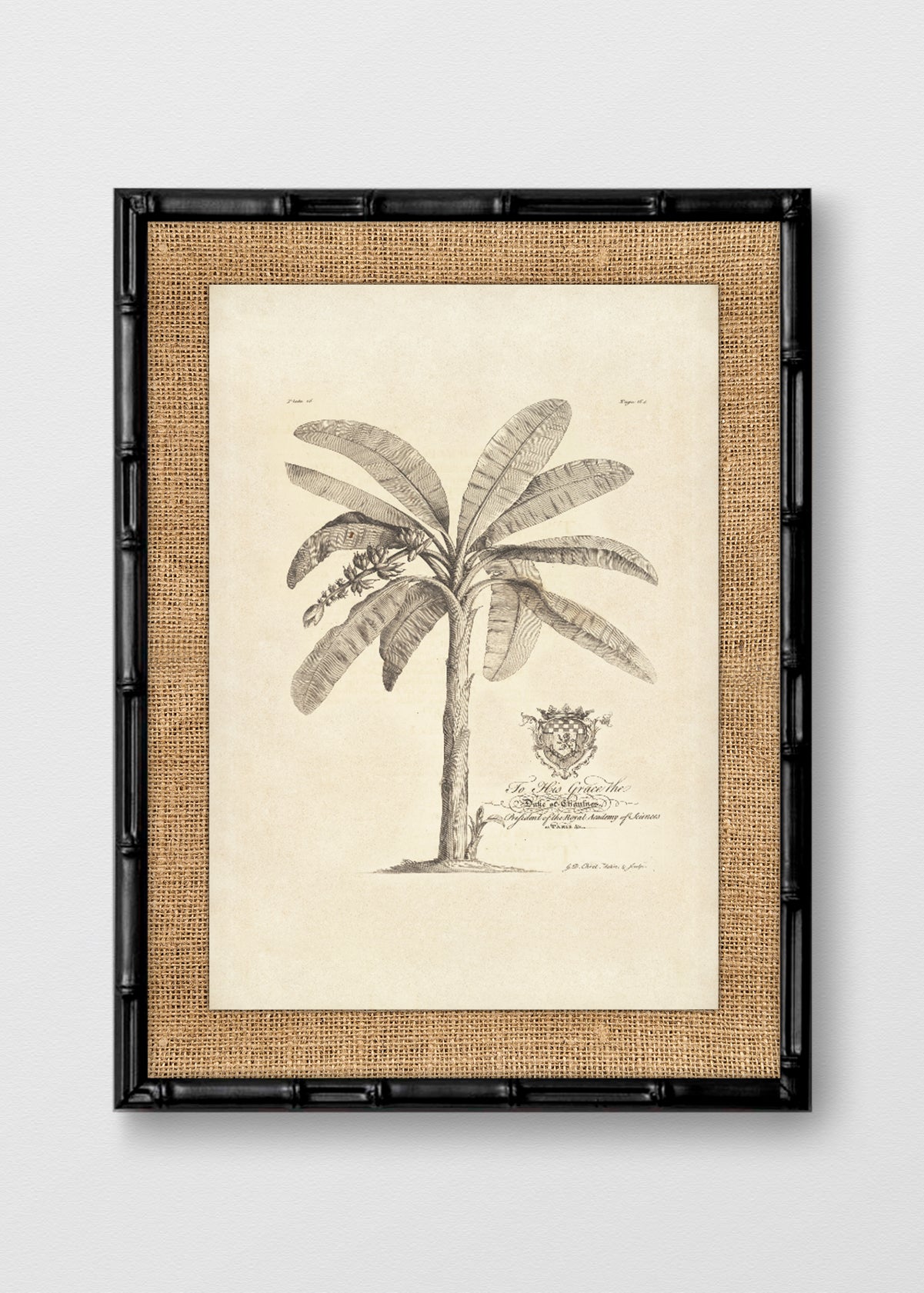 BAMBÚ NEGRO ARPILLERA