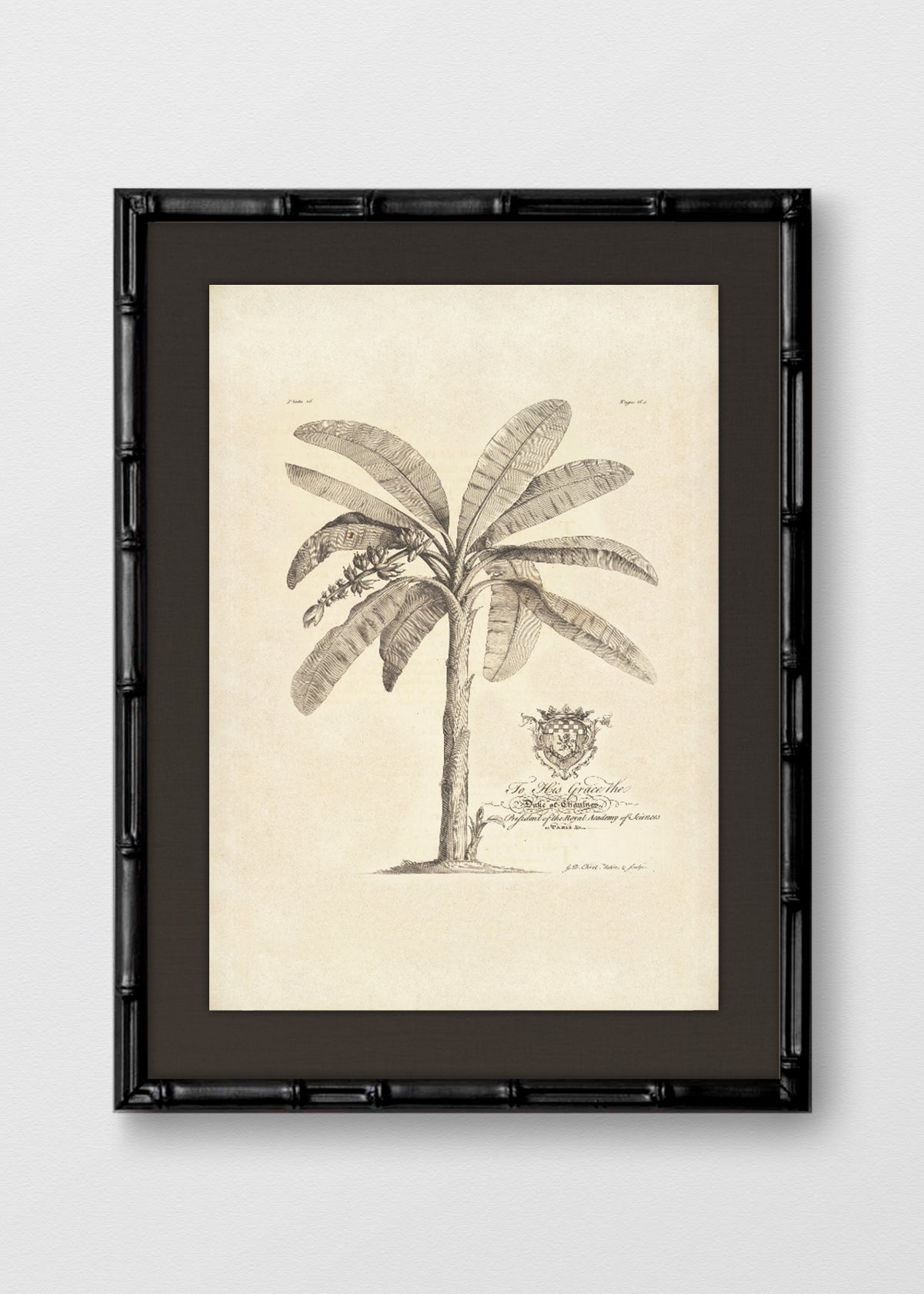 BAMBÚ NEGRO LINO NEGRO
