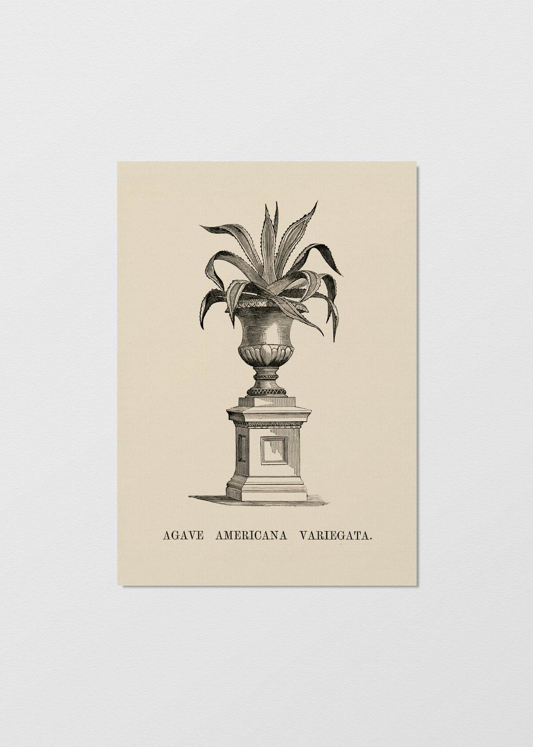 Cuadro Papel Algodón agave variegata - REBAJAS
