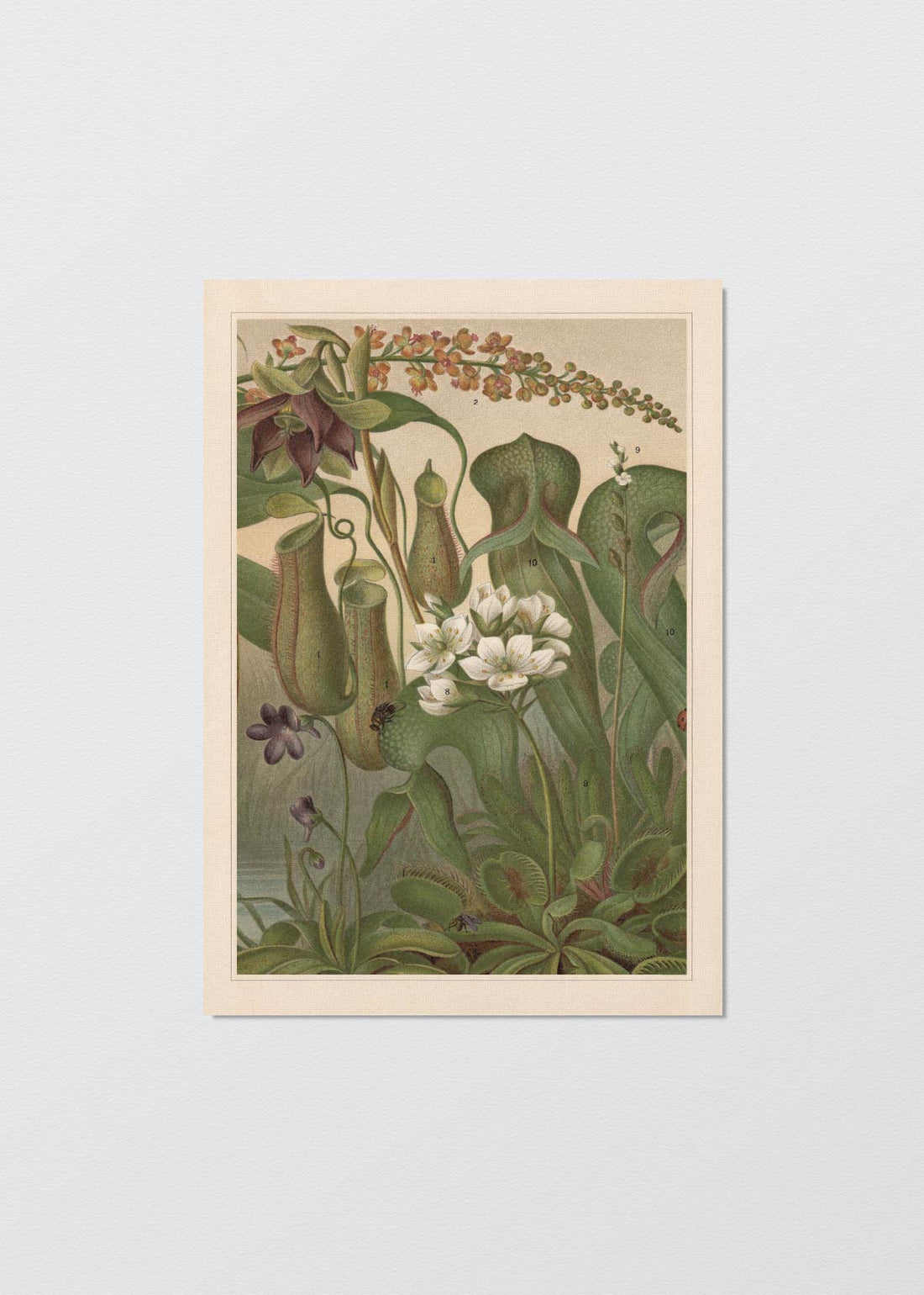 Cuadro Papel Algodón carnivorous plants n3 - REBAJAS
