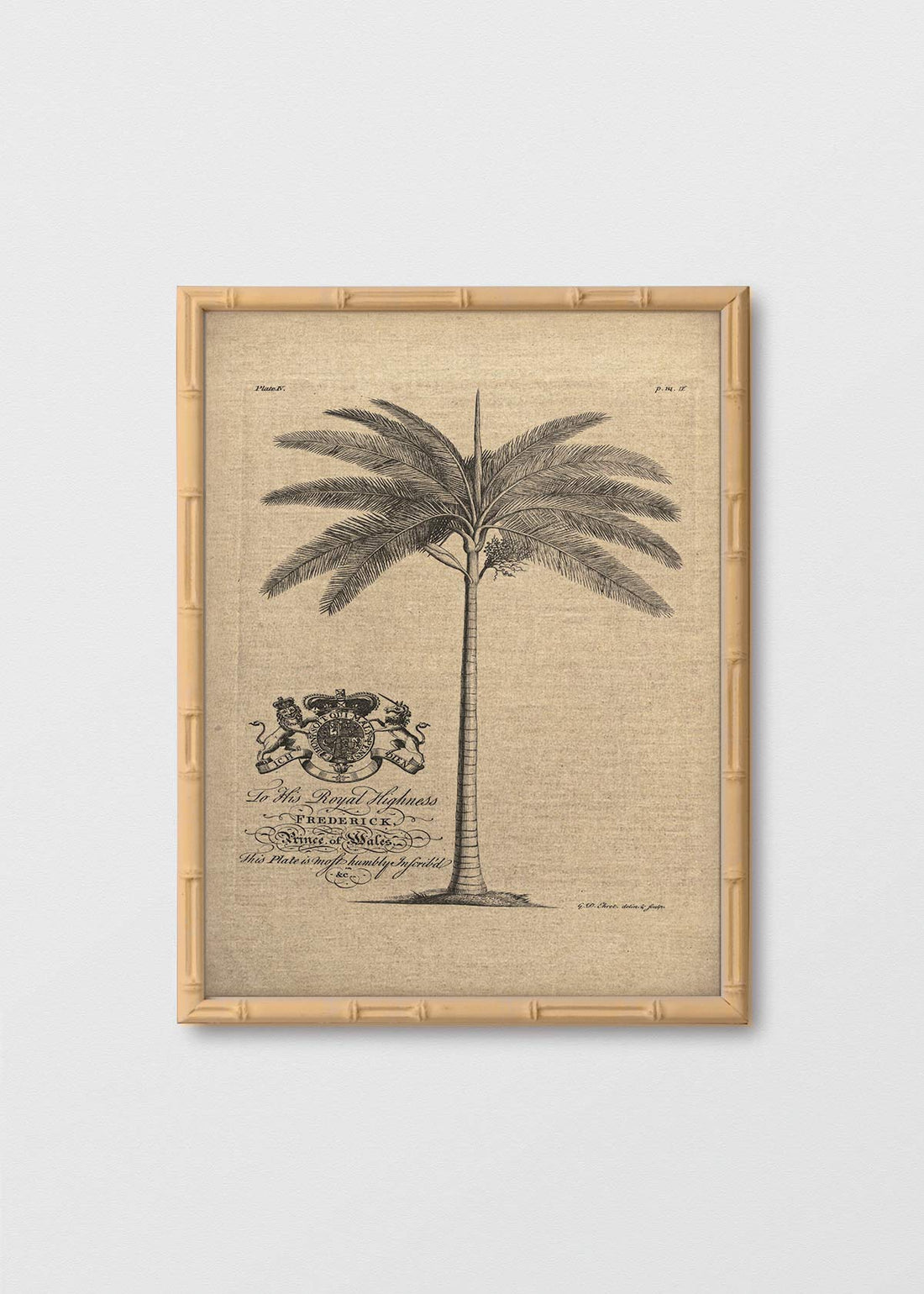 Palmera Antigua I Marco Bambú (V)