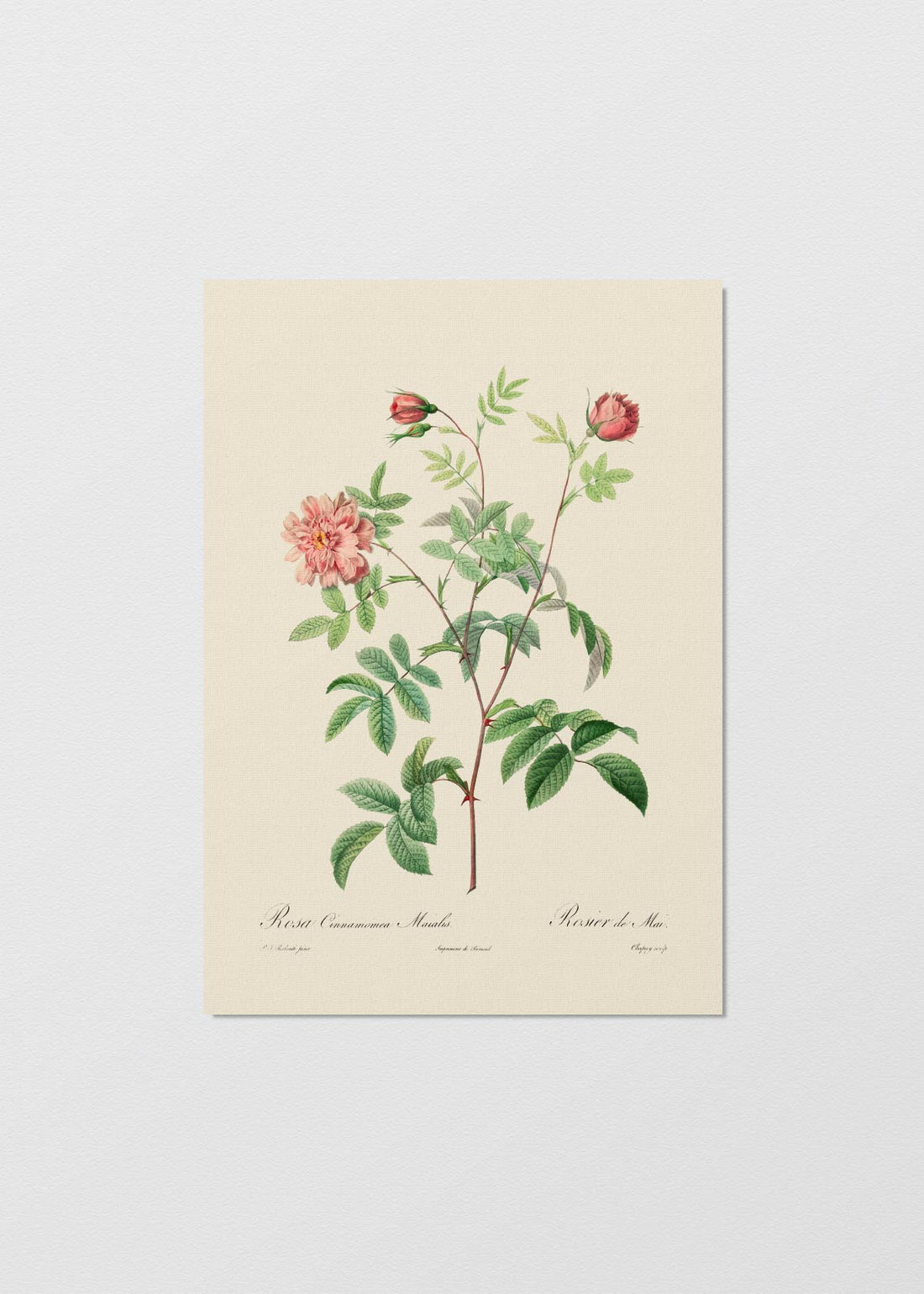 Cuadro Papel Algodón rosa cinnamomea - REBAJAS