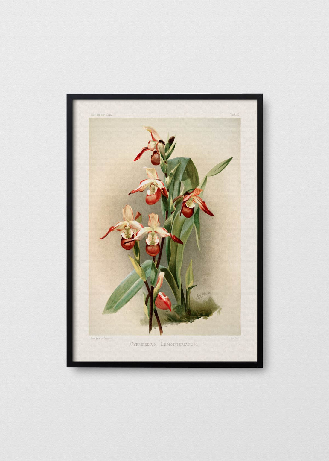 Cuadro Papel Algodón orchidea cypripedium ii - REBAJAS