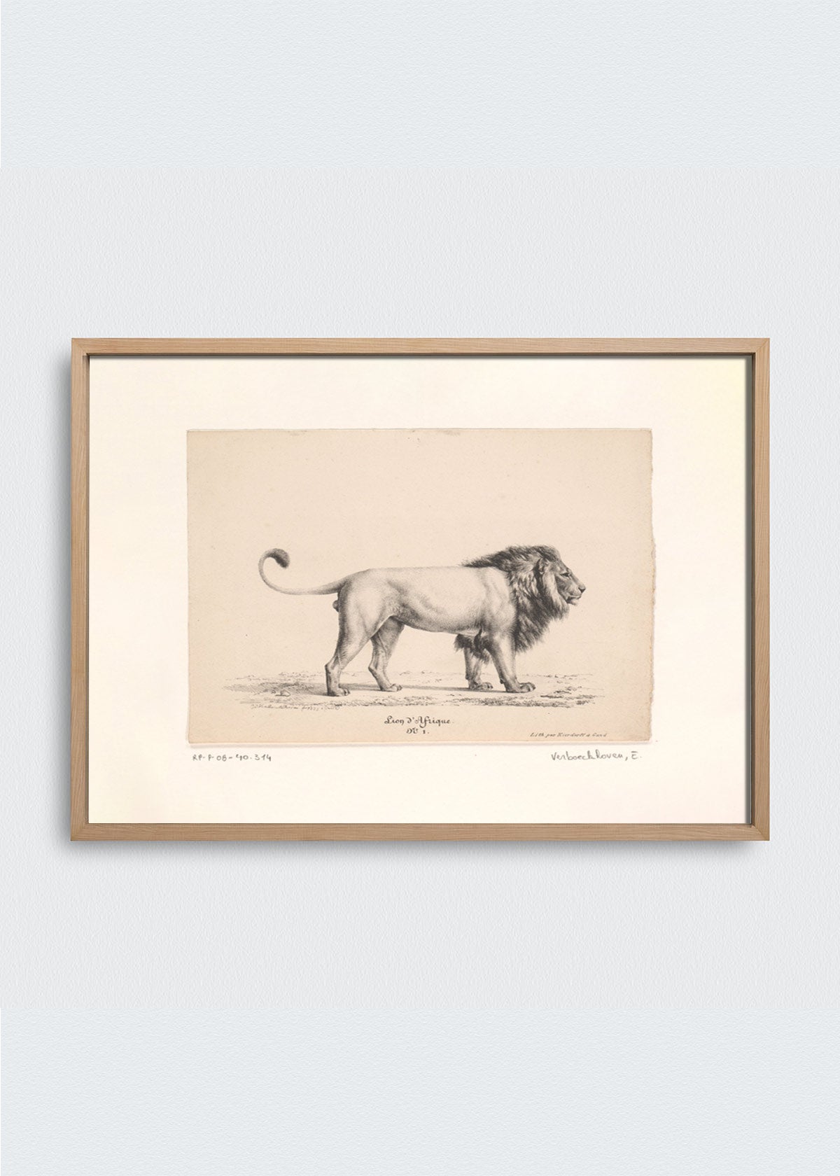 Cuadro Papel algodón Dibujo León II