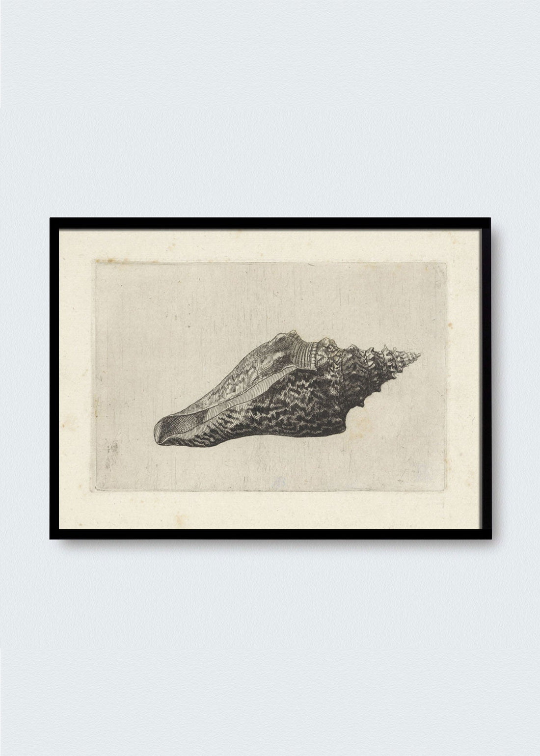 Dibujo Caracol de Mar N32 (V)