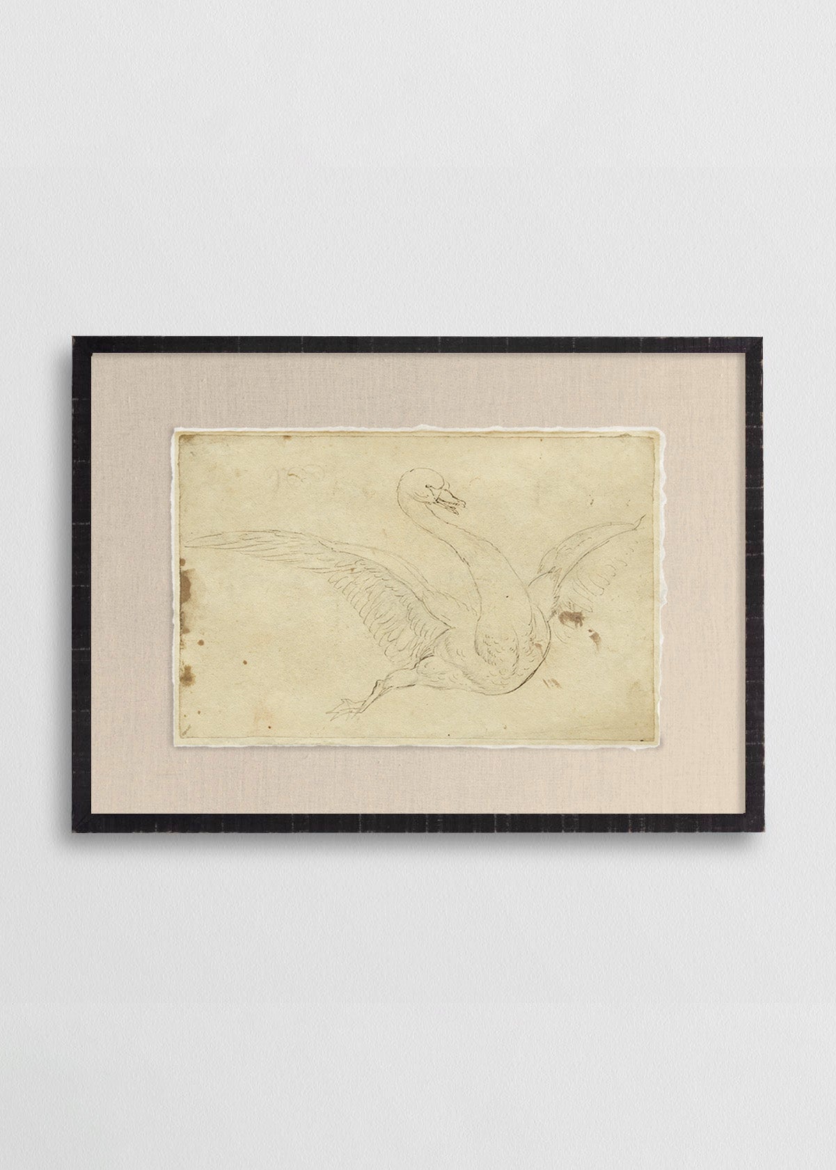 Cuadro Papiro Dibujo Cisne