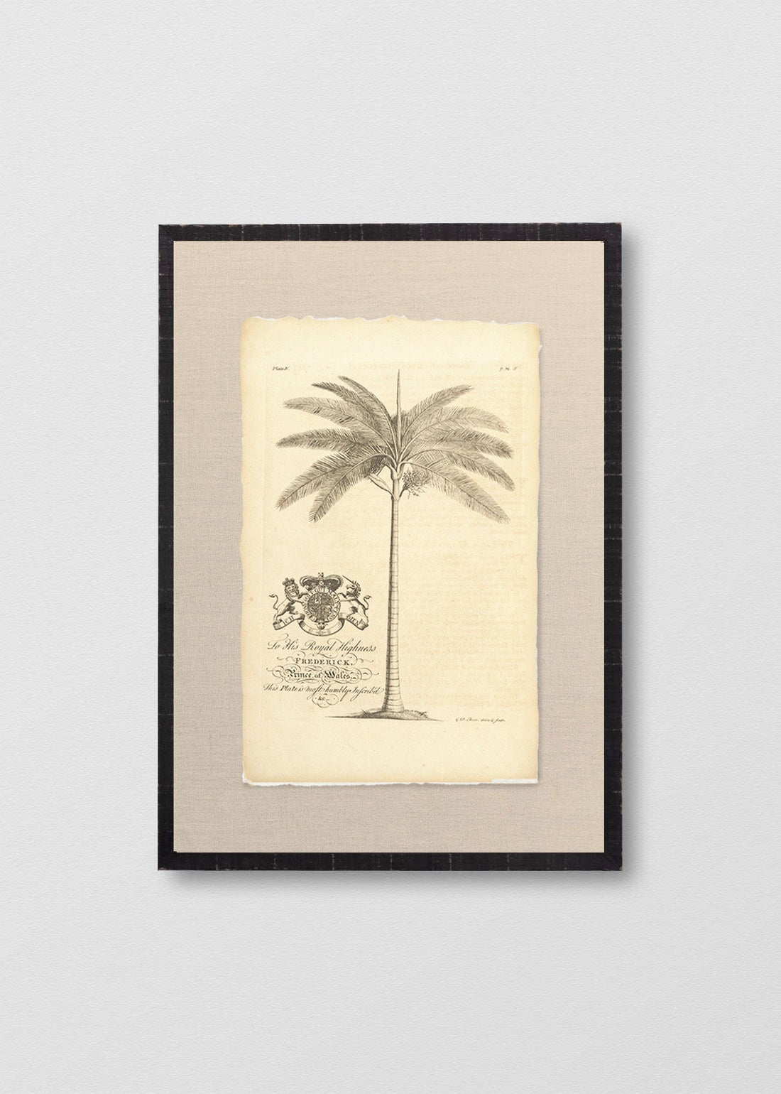 Palmera Antigua I (V)