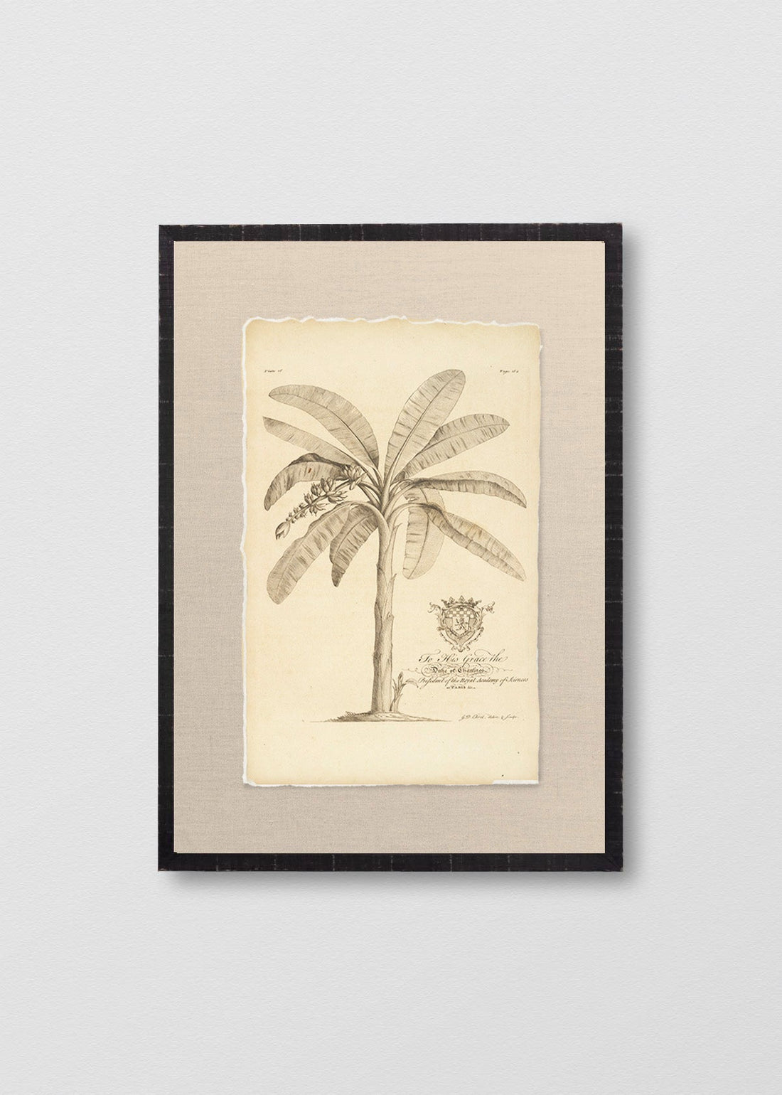 Palmera Antigua II (V)