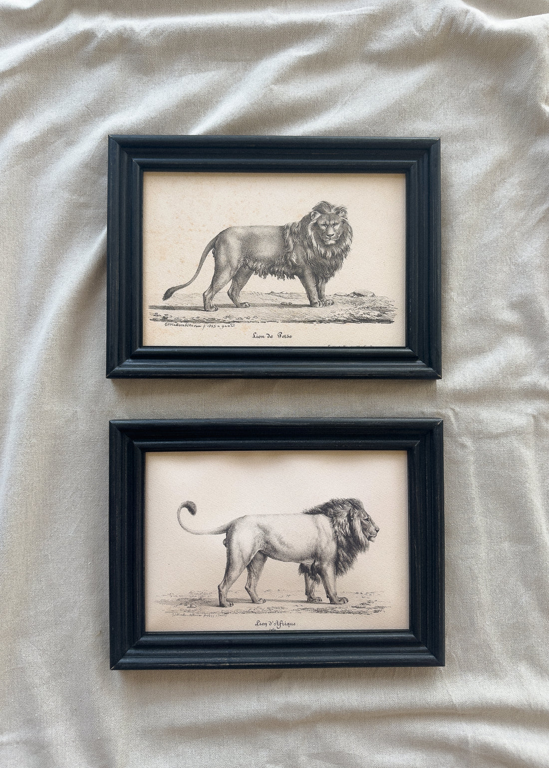 Navidad - Cuadro Papel algodón Dibujo León II