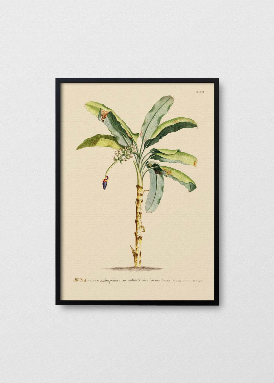 Cuadro Papel Algodón banano antique n1