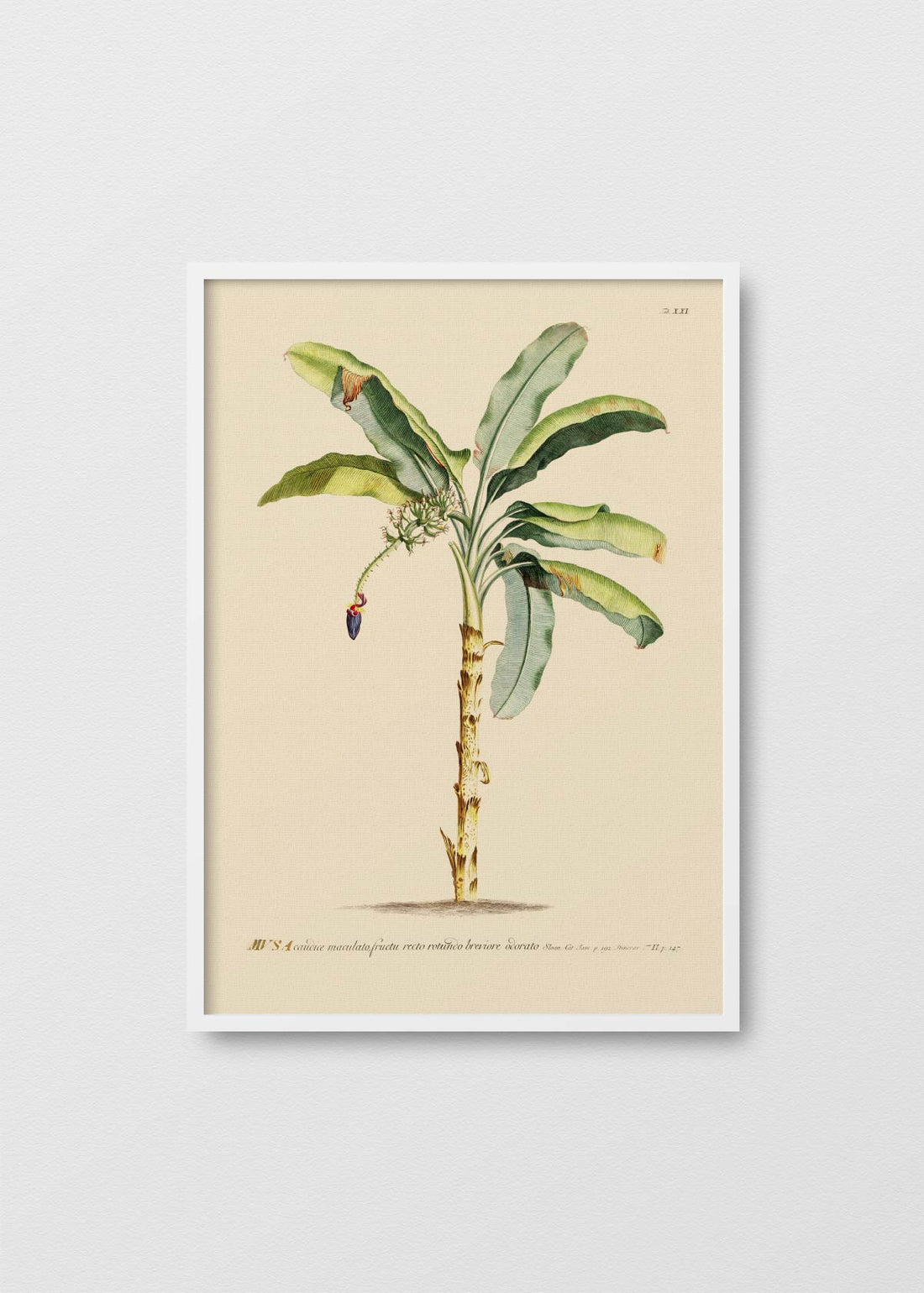 Cuadro Papel Algodón banano antique n1