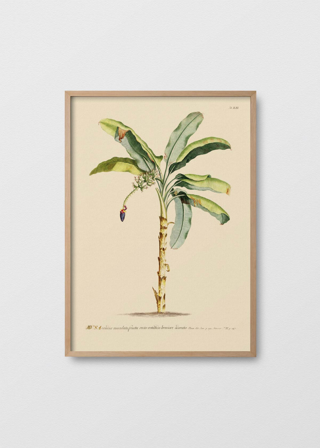 Cuadro Papel Algodón banano antique n1