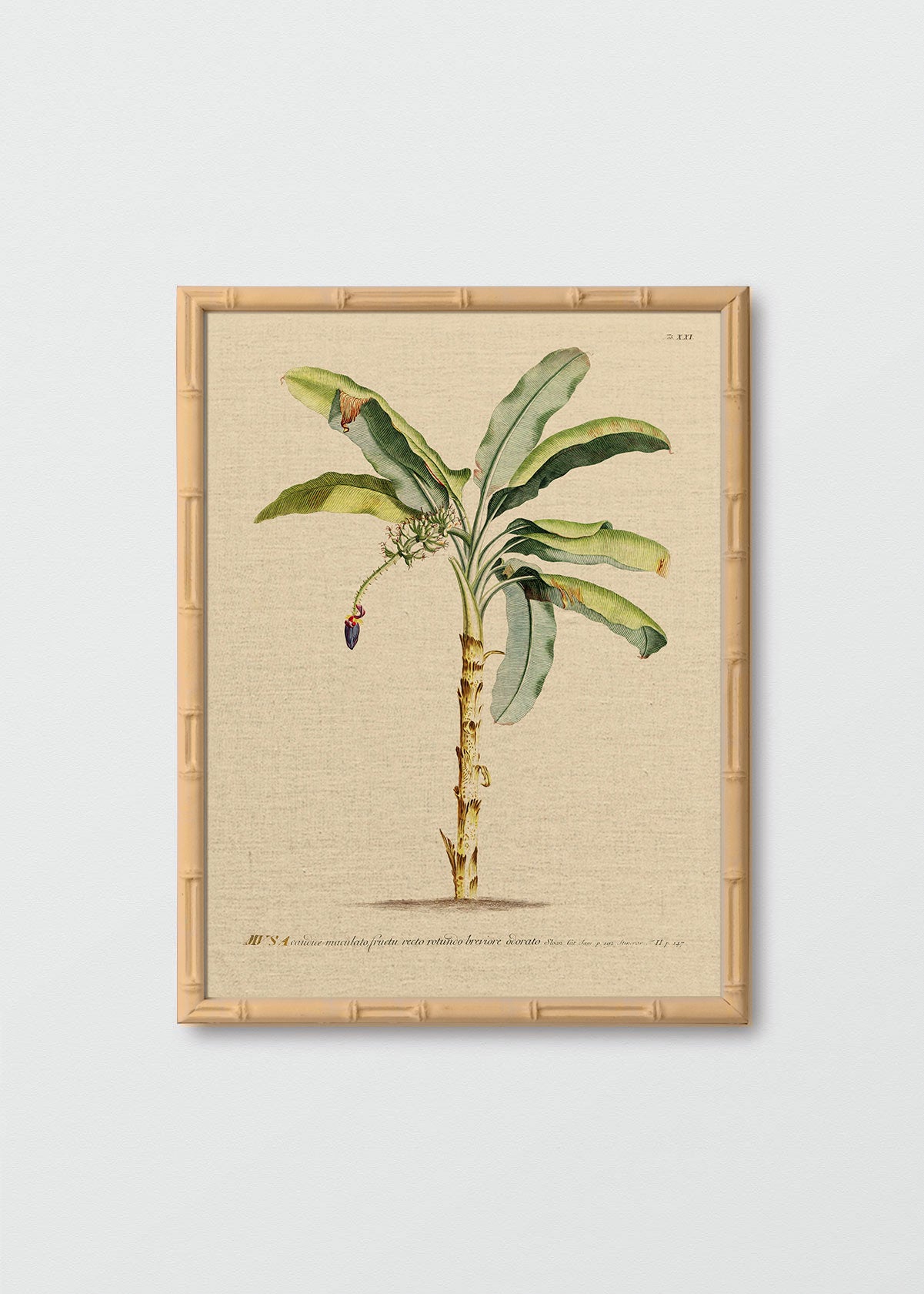 Regalo Entrega Flash - Cuadro Papel Banano Antique N1