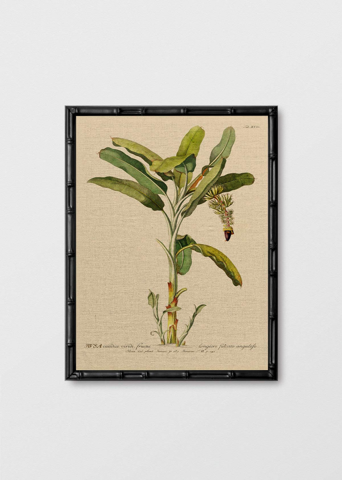 Cuadro Lino Banano Antique N2