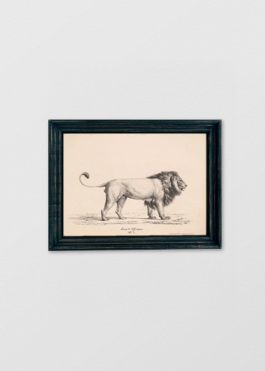 Navidad - Cuadro Papel algodón Dibujo León II