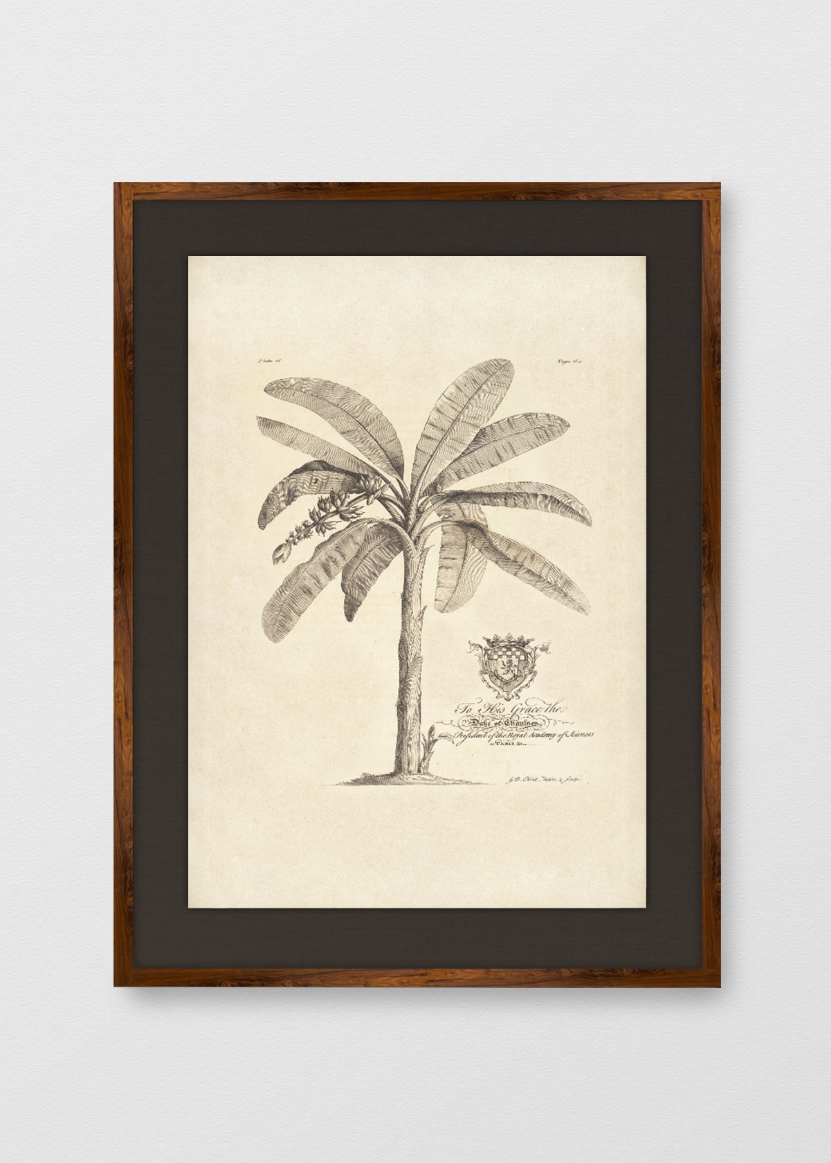TINTE NOGAL LINO NEGRO