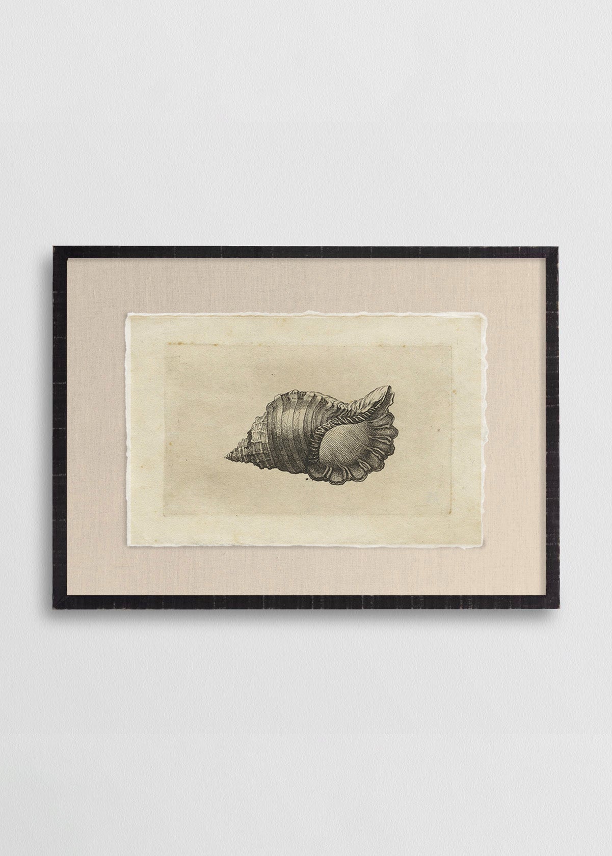 Cuadro Papiro Caracol de Mar N30