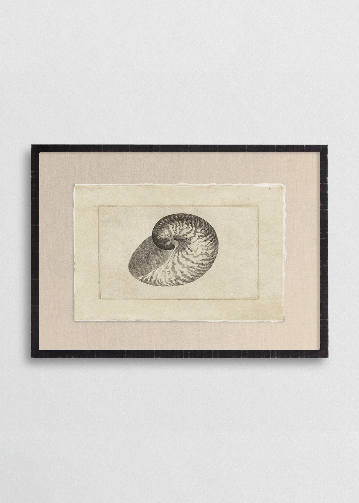 Cuadro Papiro Caracol de Mar N36