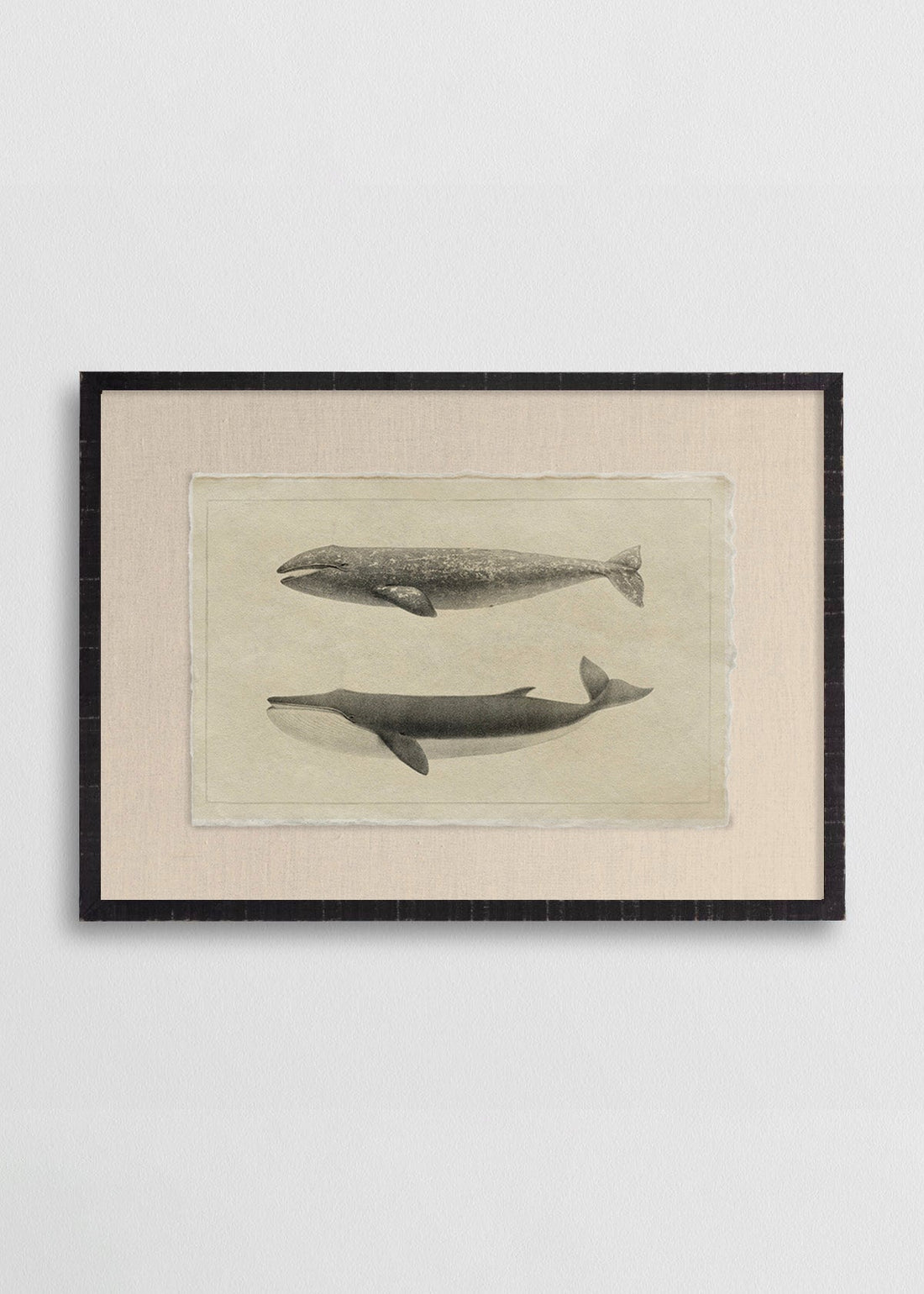 Ballenas Jorobadas II (V)