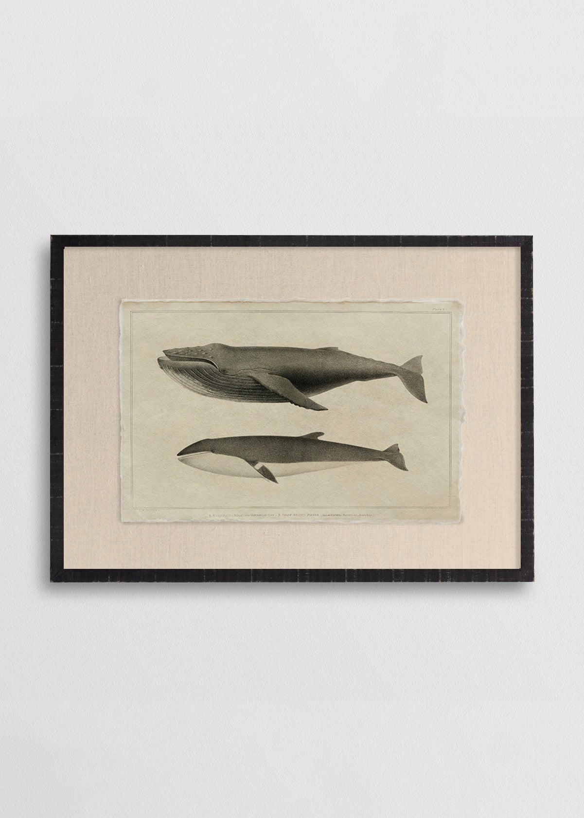 Cuadro Papiro Ballenas Jorobadas I