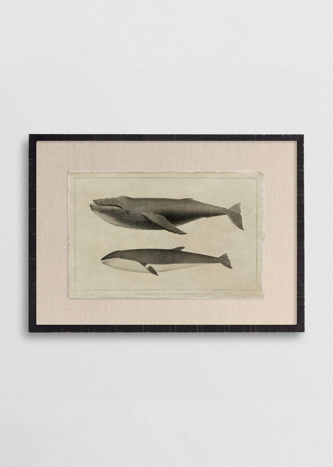 Ballenas Jorobadas I (V)