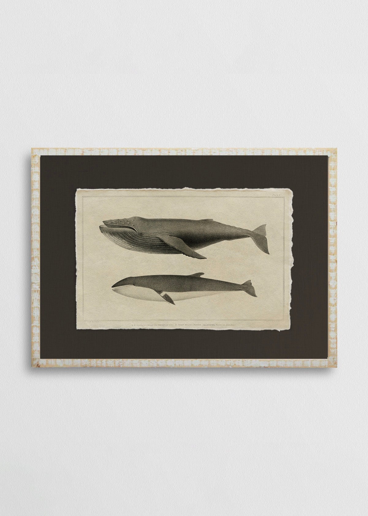Cuadro Papiro Ballenas Jorobadas I