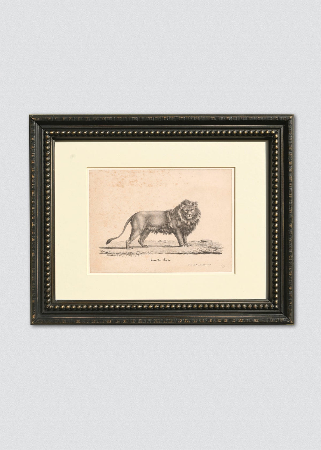 Dibujo León I Marco Perlas (V)