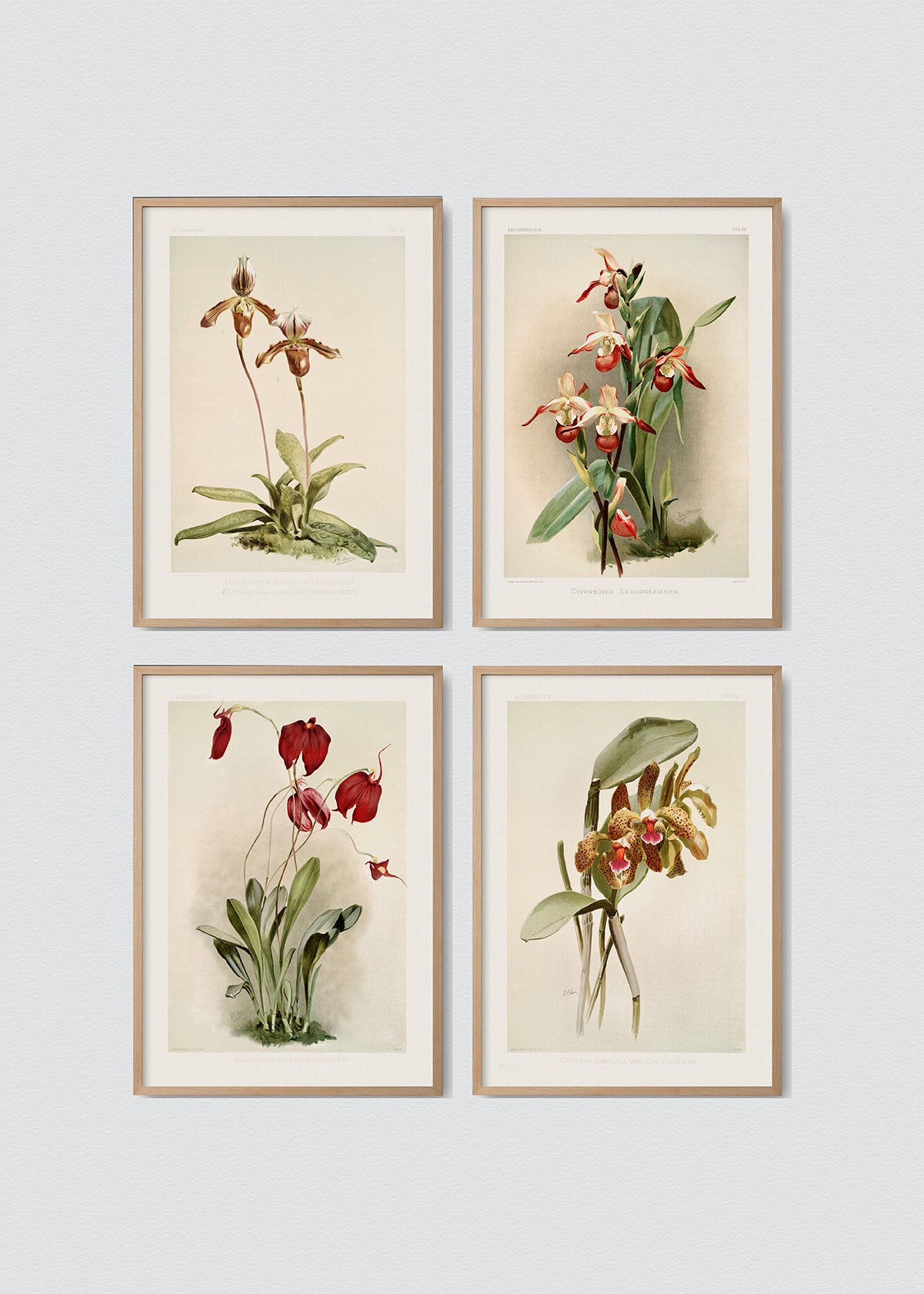 Set Cuadro Orchidias x 4