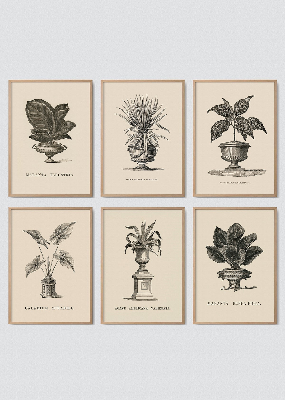 Set Cuadro Plantas Antique x 6
