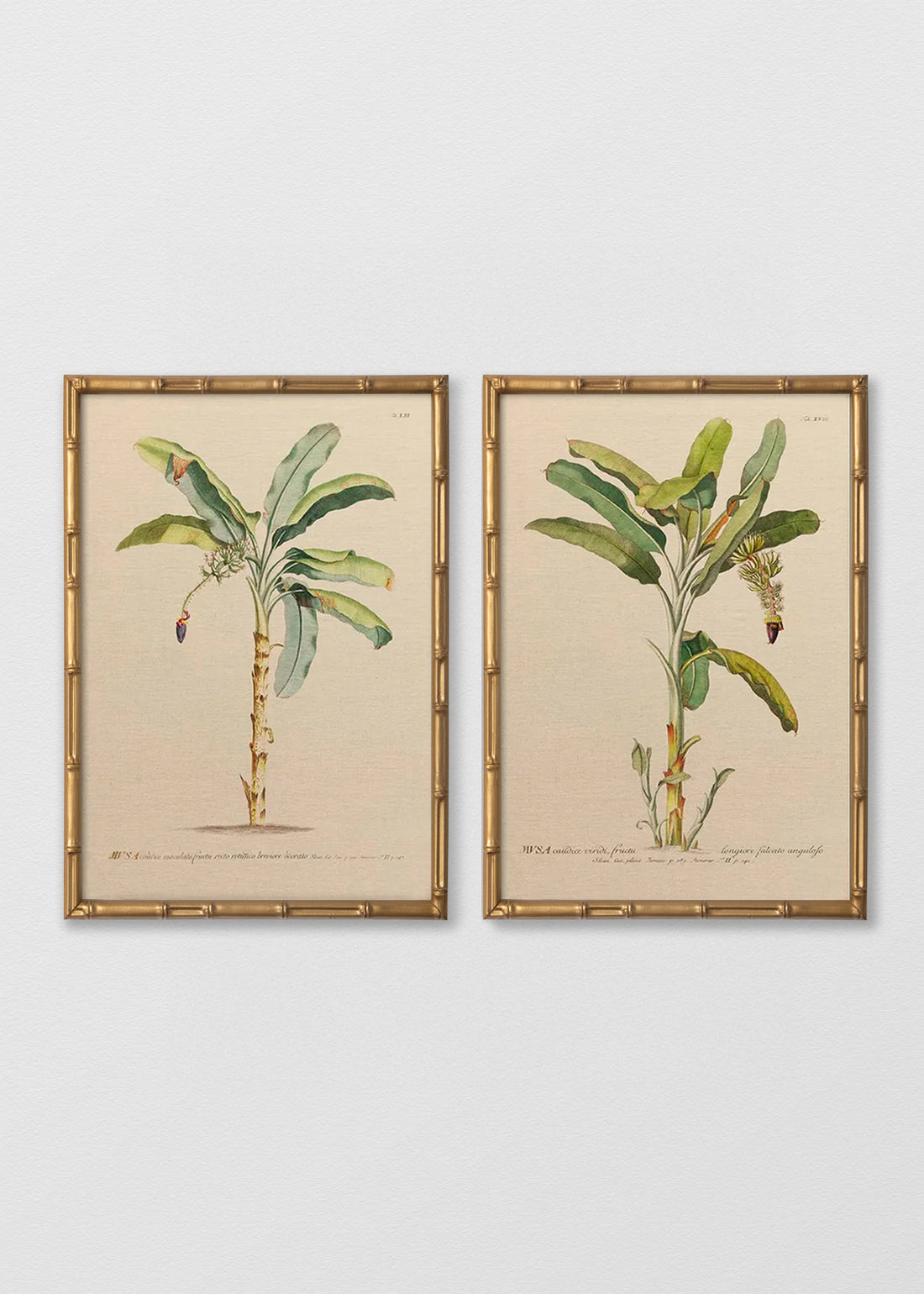 Set Cuadros lino bananos