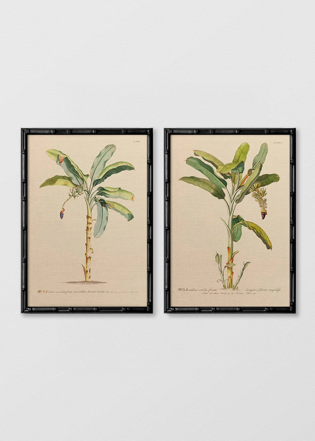 Set Cuadros lino bananos