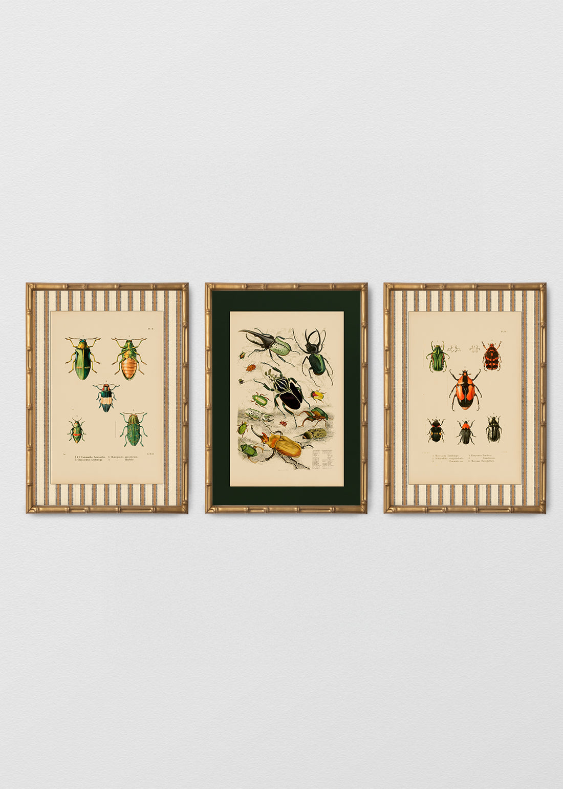 Set Cuadro Papel Algodón Insectario Enciclopedia
