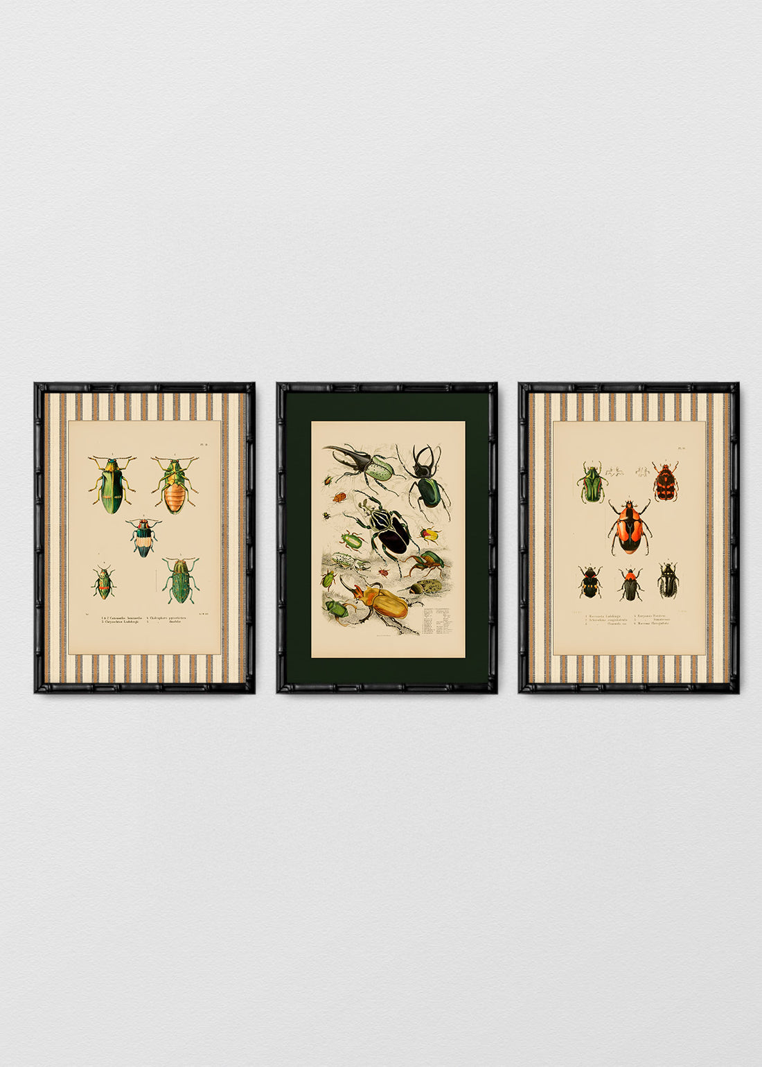 Set Cuadro Papel Algodón Insectario Enciclopedia