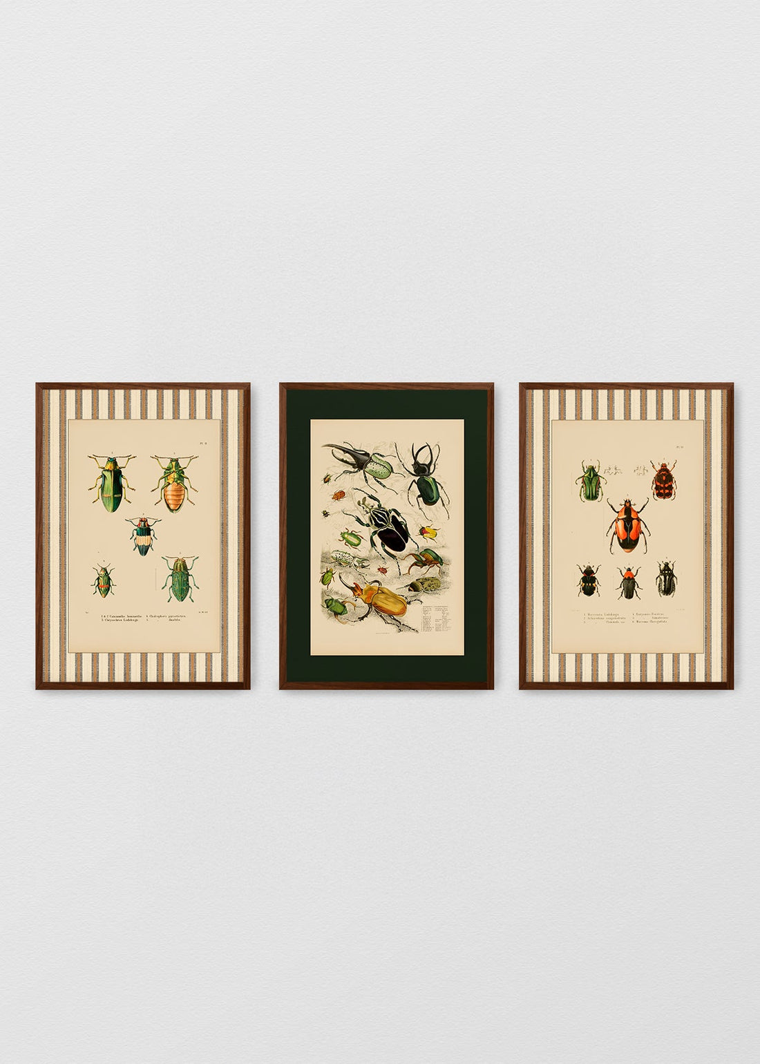 Set Insectario Enciclopedia (V)