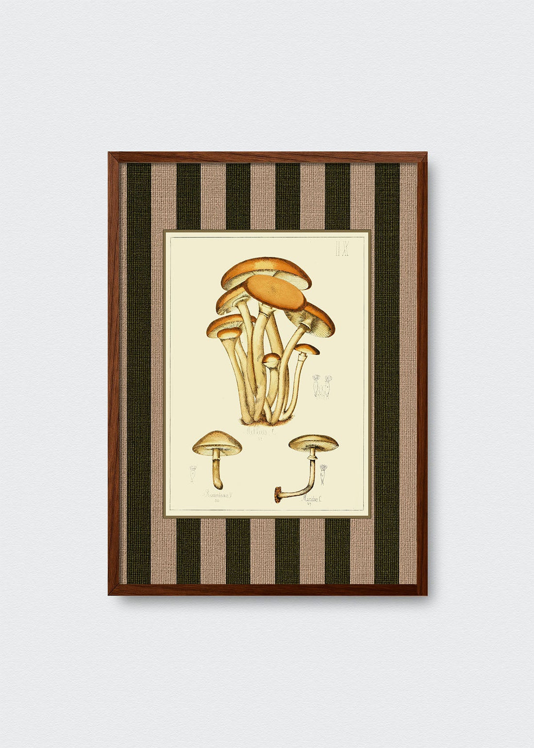 Hongos Líneas Verdes (V)