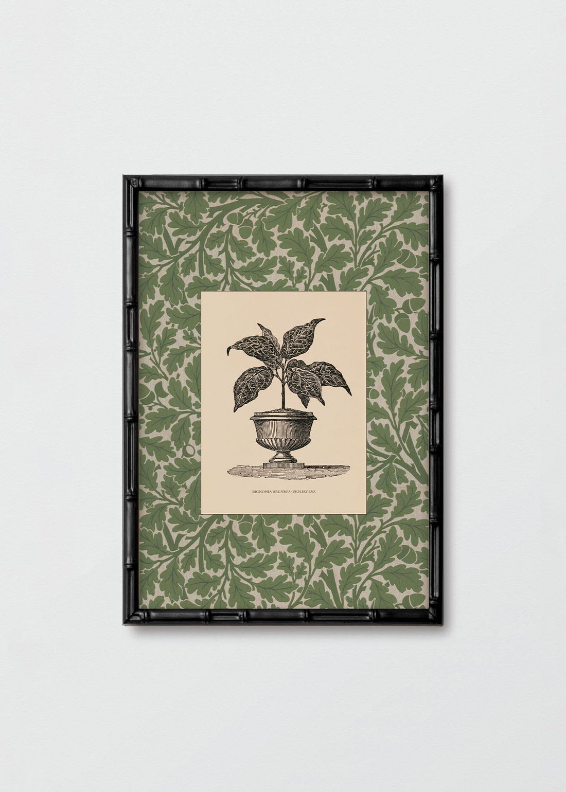 Planta II Morris (V)