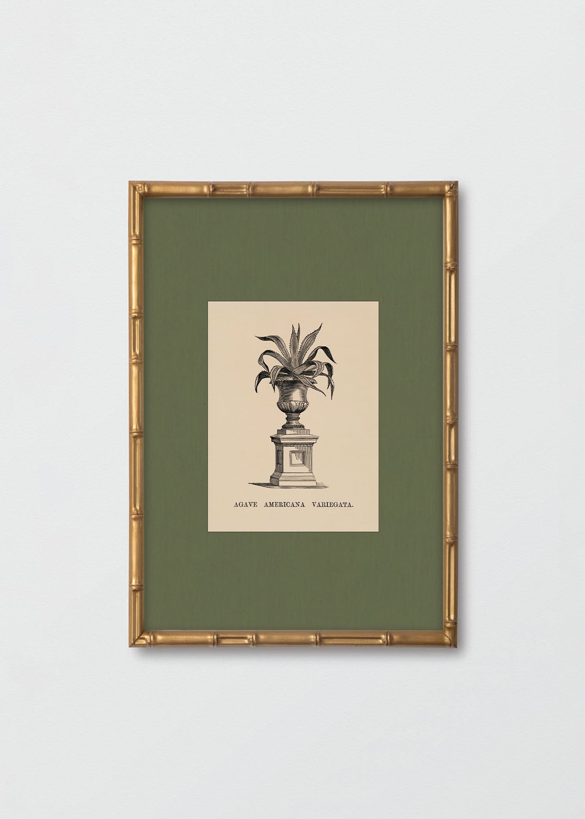 Cuadro Papel Algodón Planta IV Morris