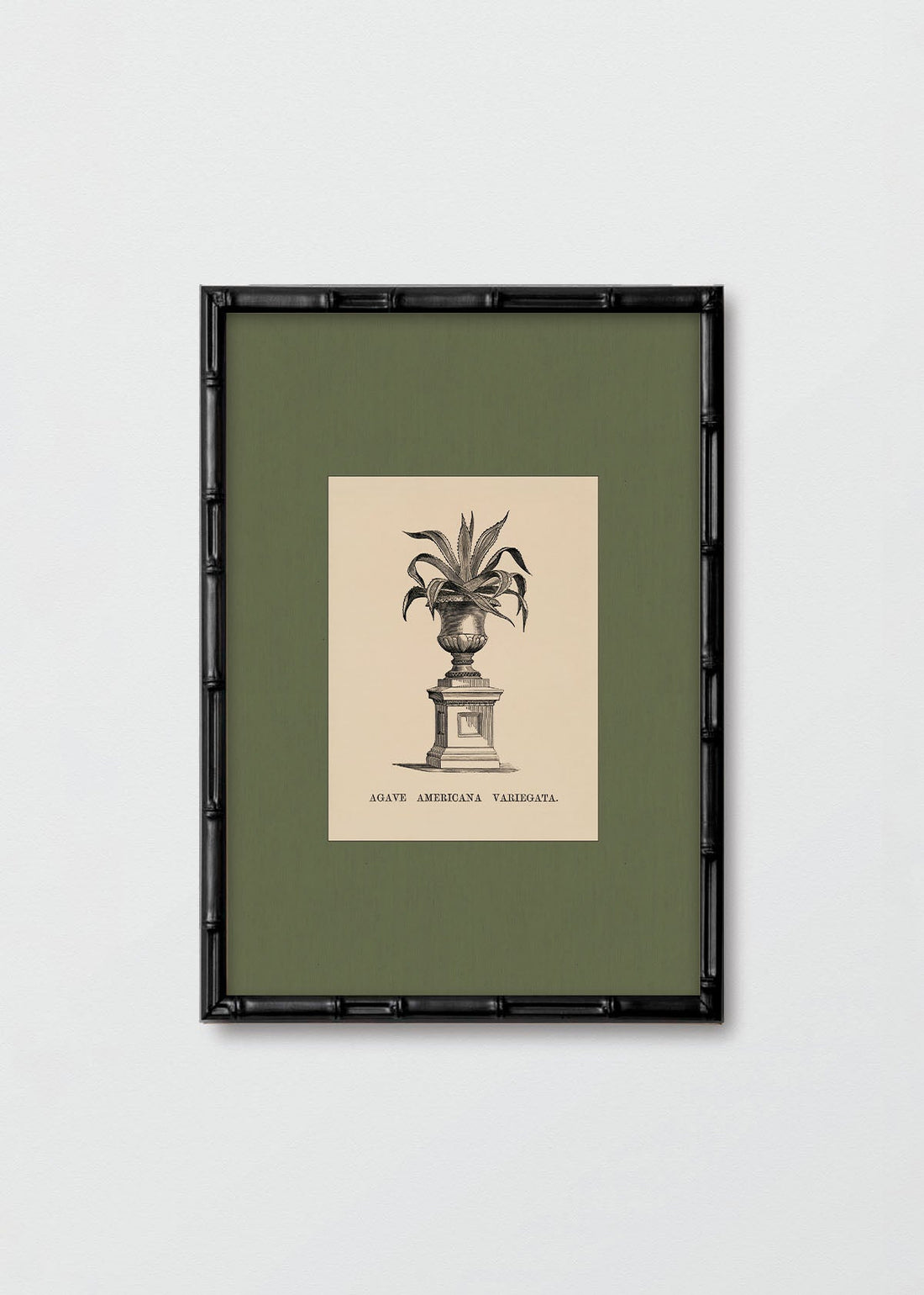 Planta IV Morris (V)