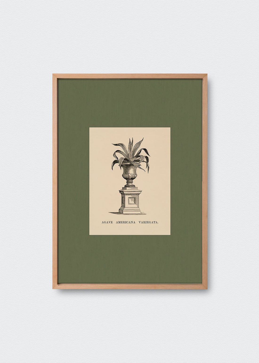 Cuadro Papel Algodón Planta IV Morris