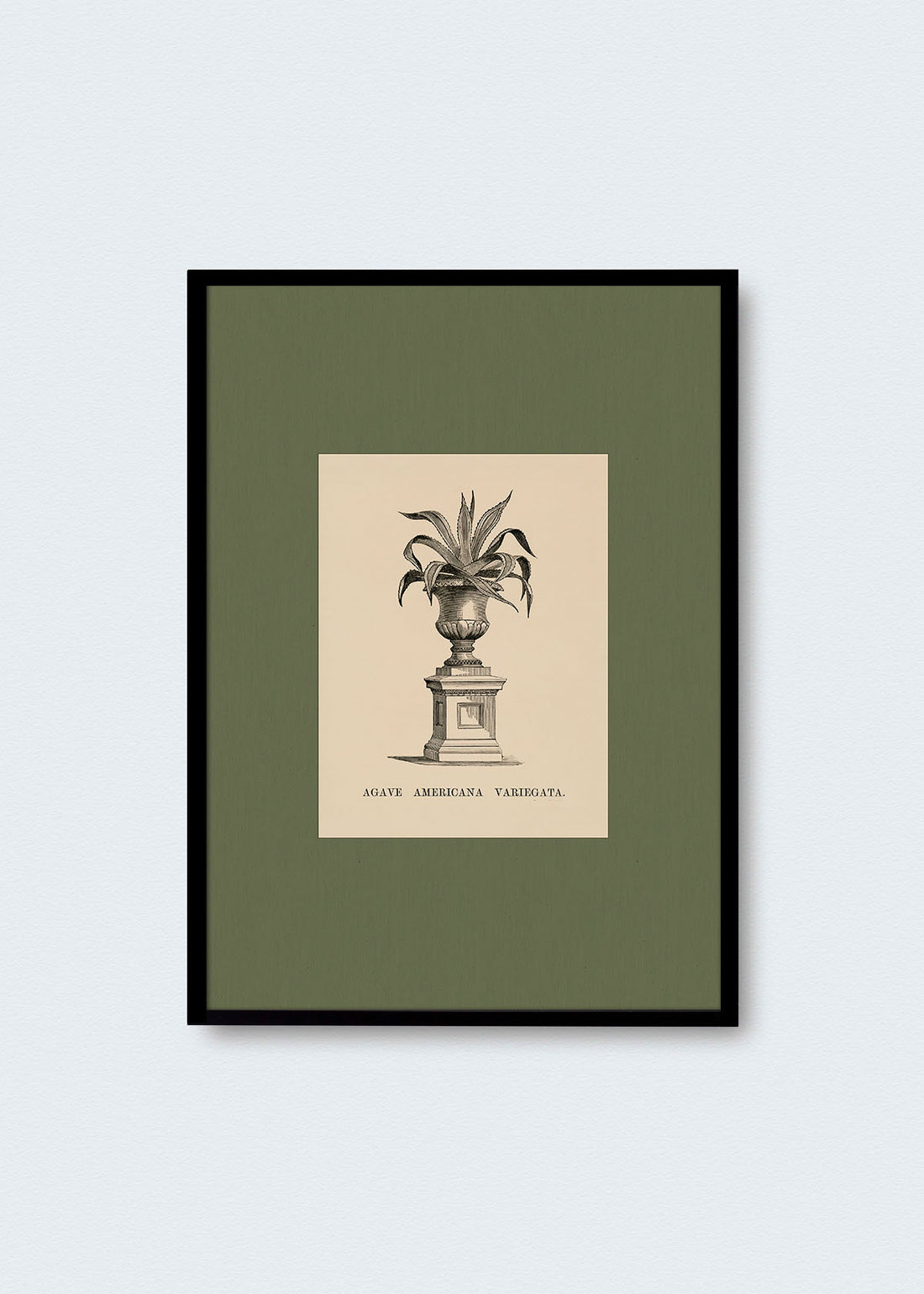 Cuadro Papel Algodón Planta IV Morris