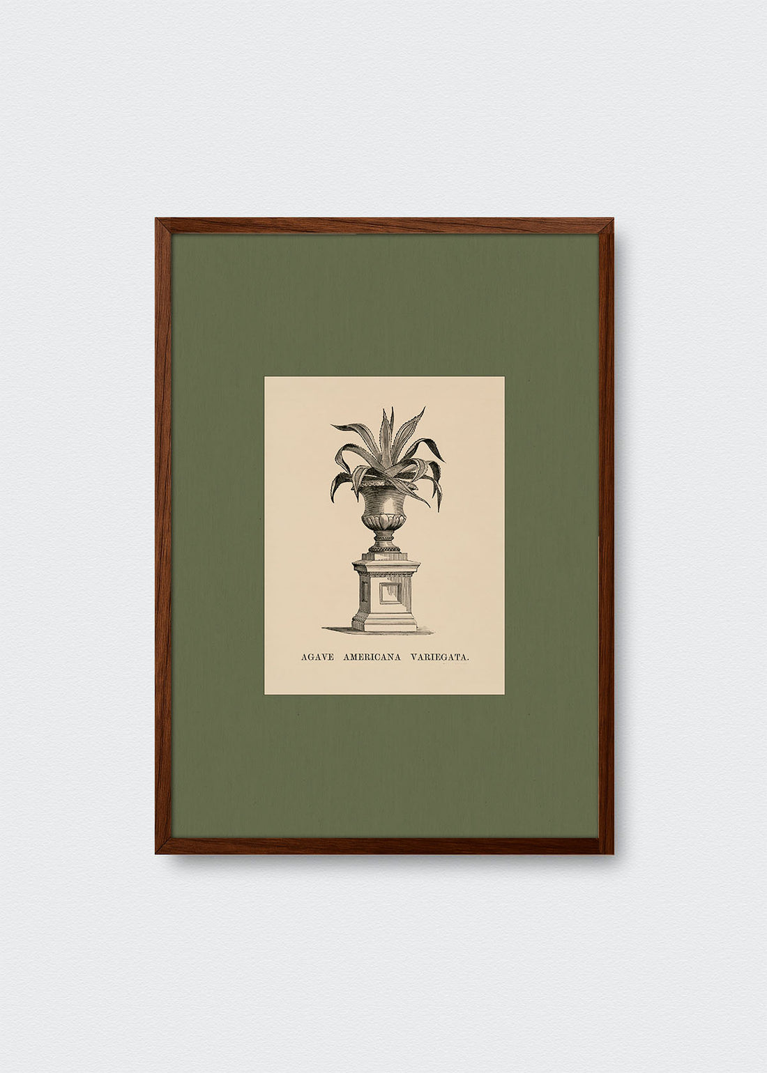 Cuadro Papel Algodón Planta IV Morris