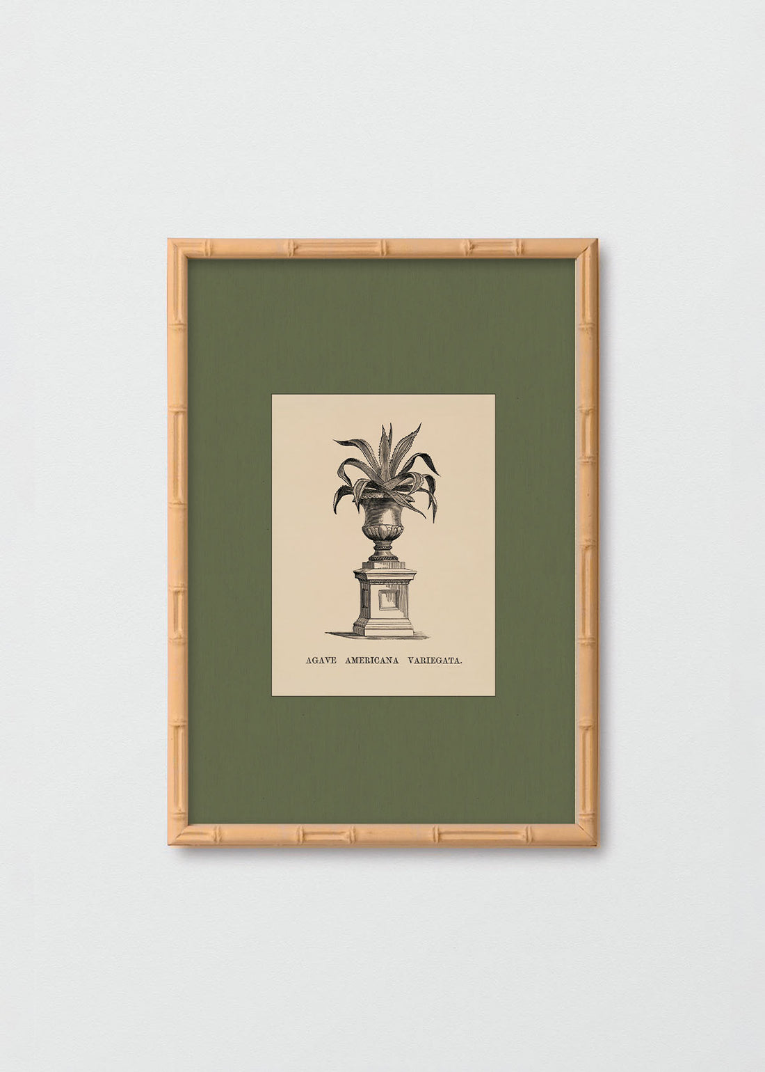Cuadro Papel Algodón Planta IV Morris