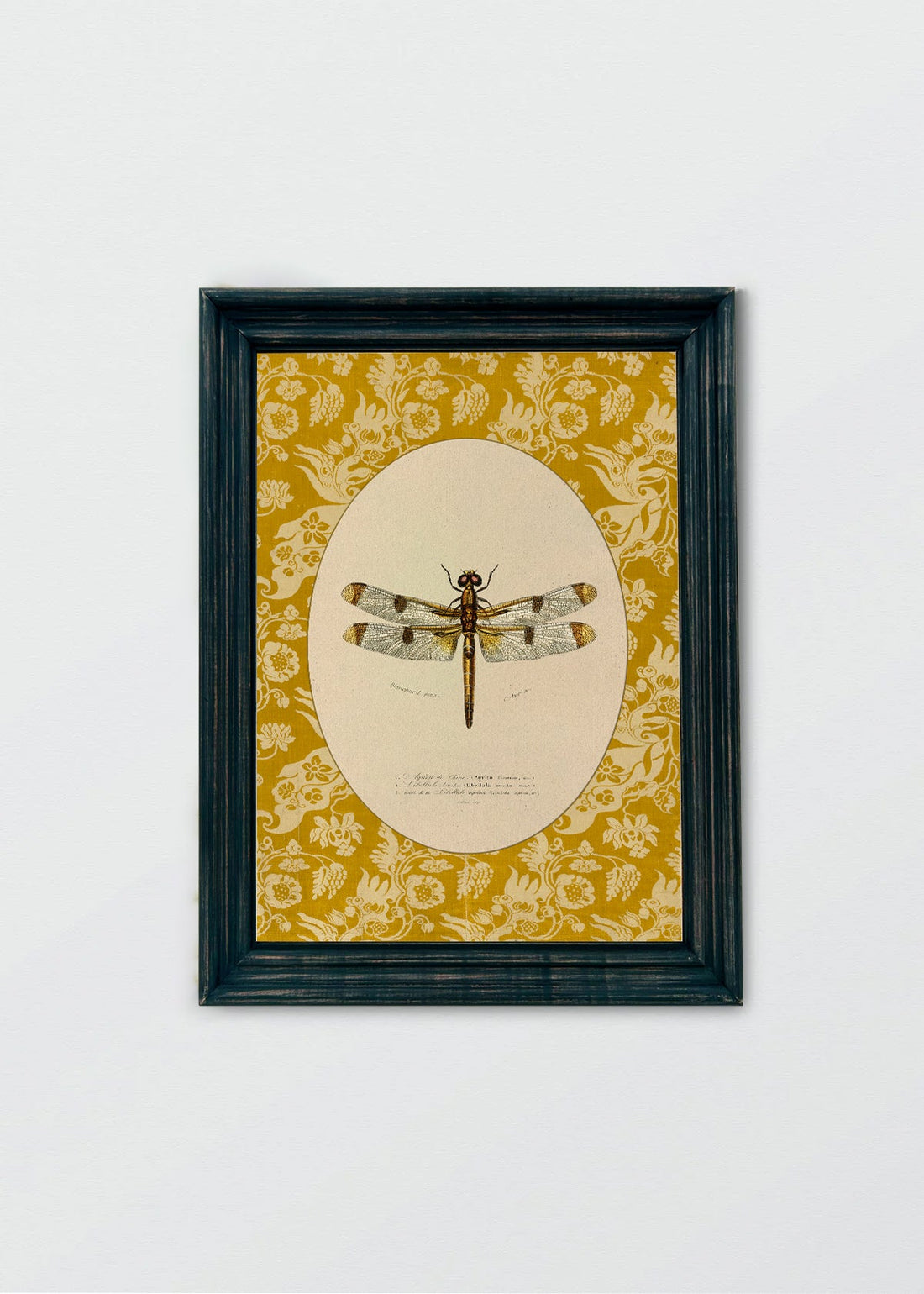 Insectario Inglés N1 (V)