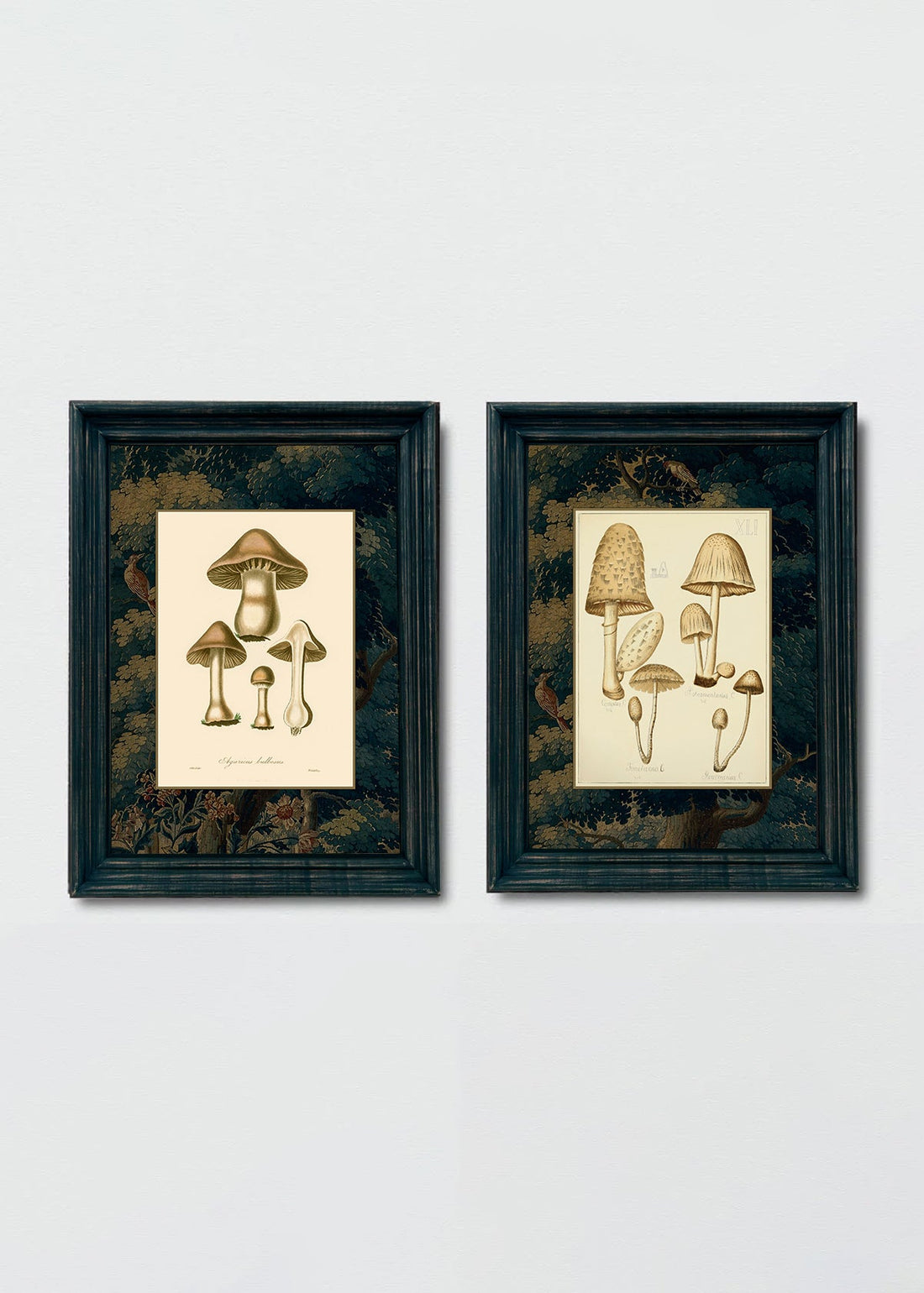 Set Hongos Bosque y Pájaros (V)