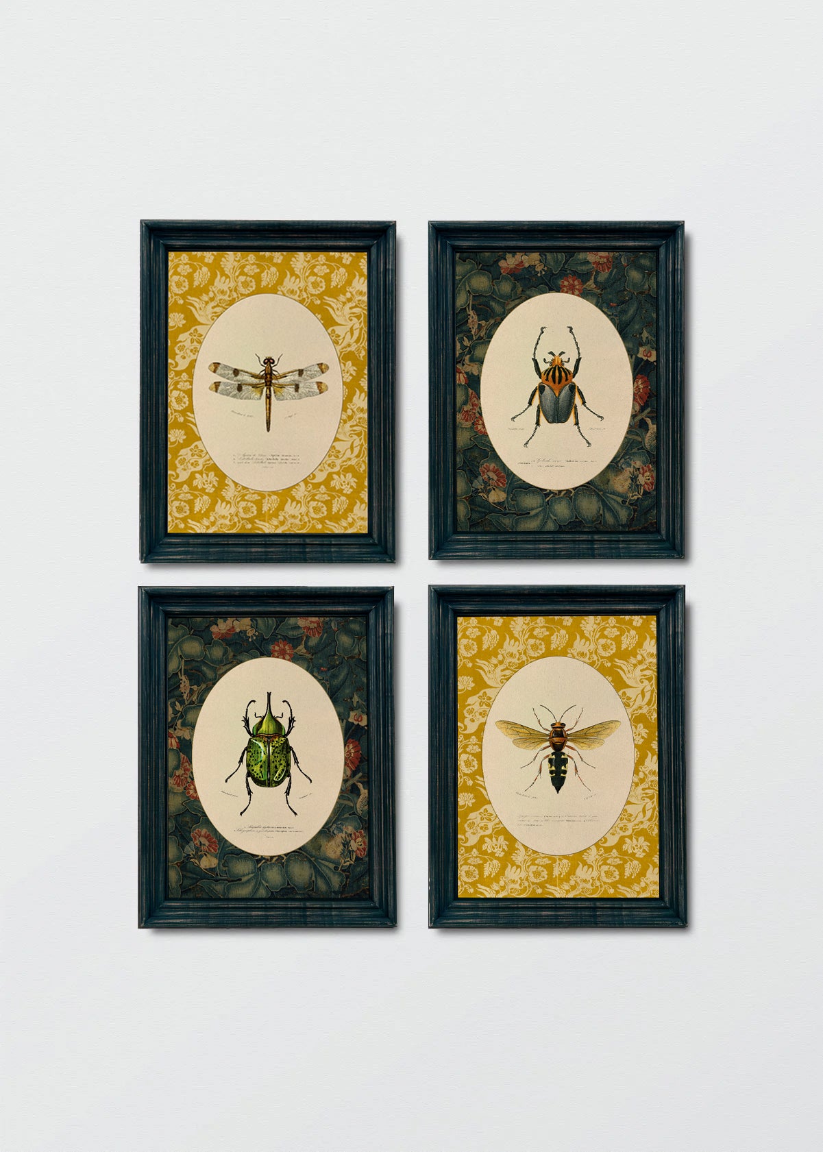 Set cuadros Papel Algodón Insectario Inglés