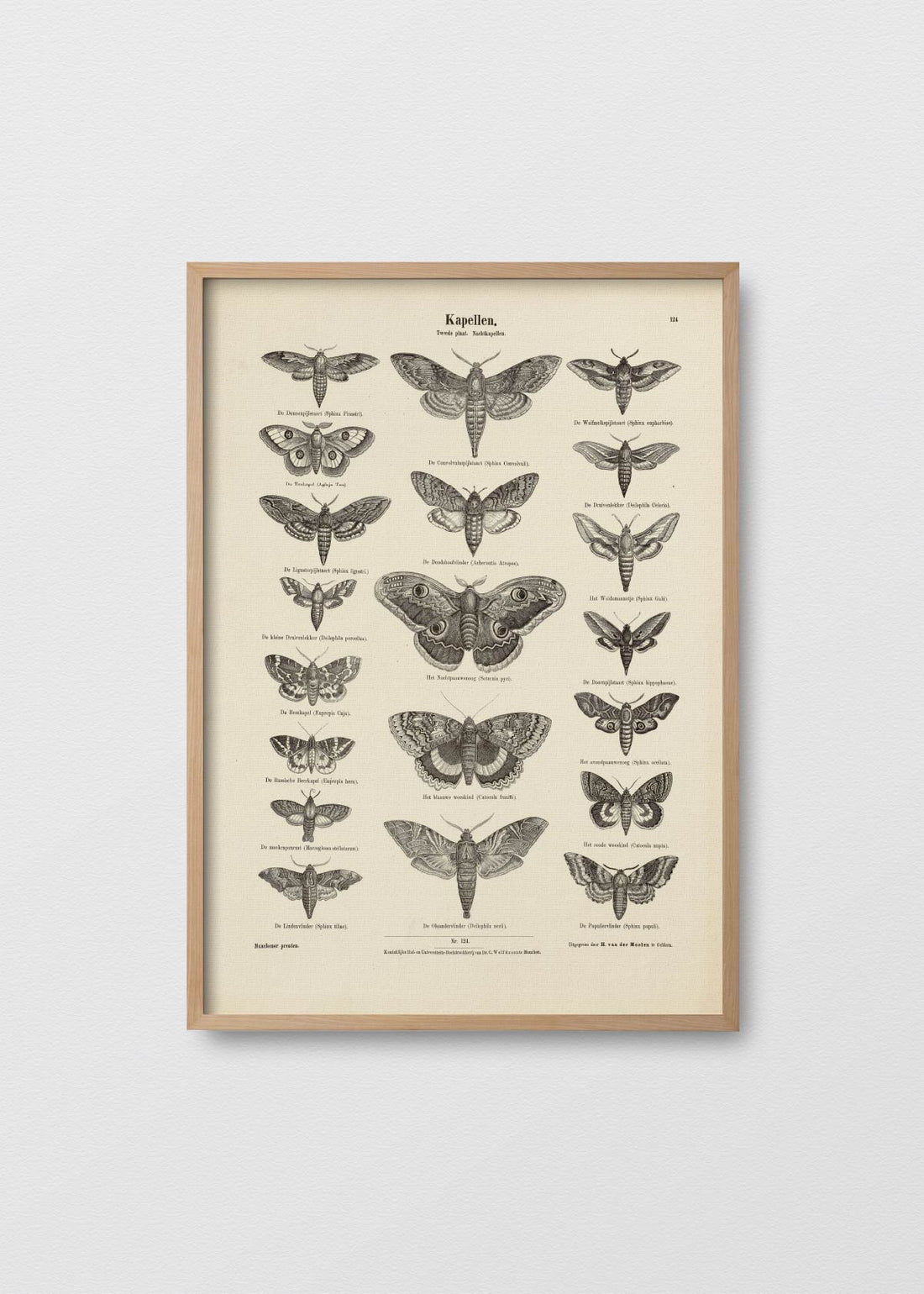 Affiche papillon (V)