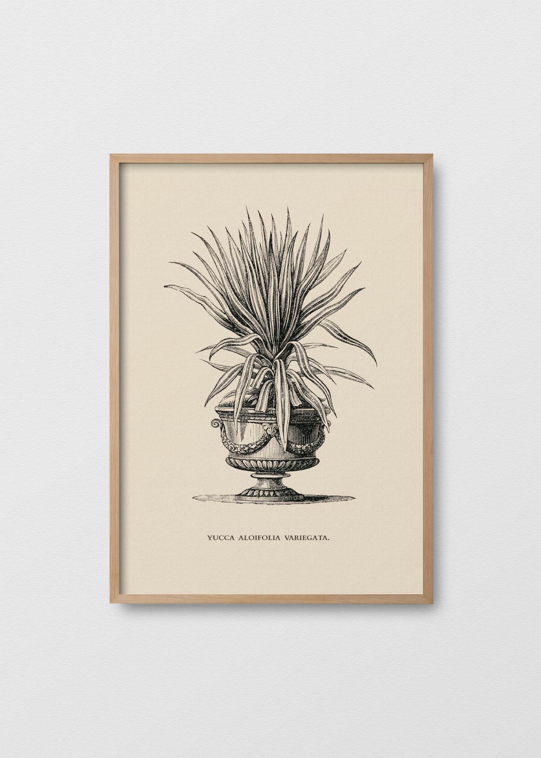 Aloifolia variegata (V)