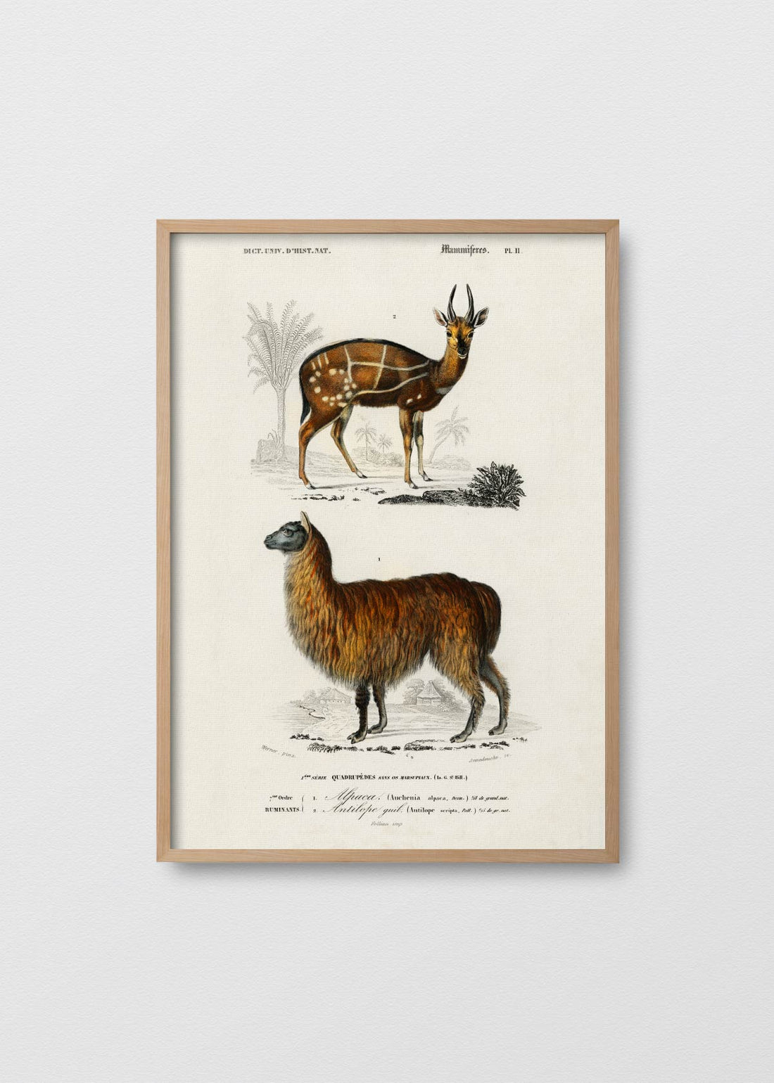 Alpaca y antilope (V)